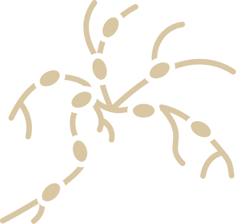 pictogramme drainage lympathique